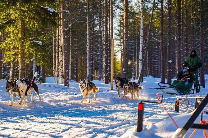 Arctic Husky Adventure in Rovaniemi - The Husky Sleigh Safari: 7 to 10 km in the Arctic Forest