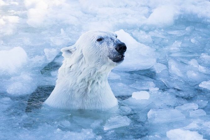 Arctic Polar Bear Adventure with Lunch in Rovaniemi! - Ranua Zoo on a Marked Track, in Real Winter Conditions