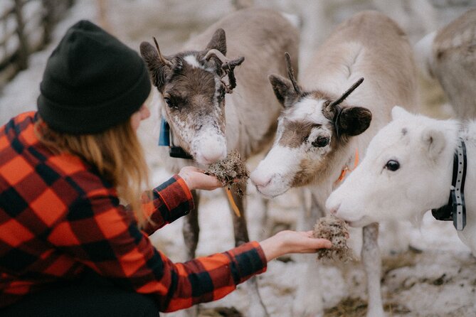 Arctic Reindeer Farm Experience with Snowshoeing in the Wild - Key highlights worth booking