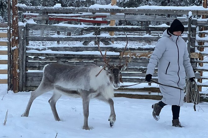 Authentic Reindeer Experience and Ice Fish with Lunch in the Wild - Guide Heli and the Licensed English Touch