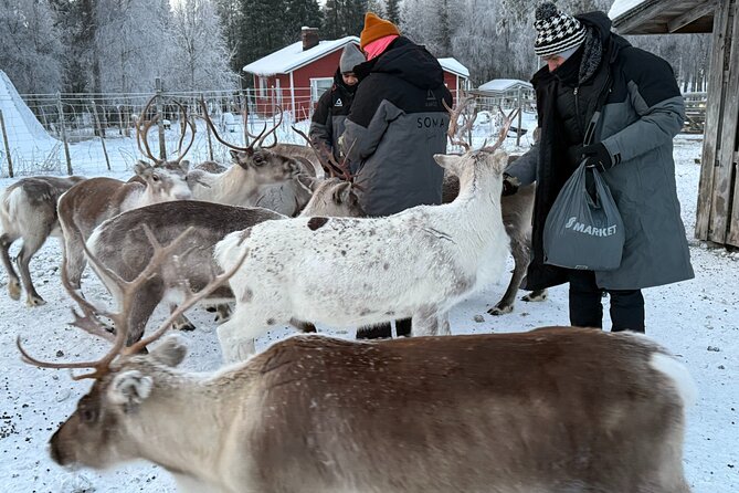Authentic Reindeer Experience and Ice Fish with Lunch in the Wild - Tips to Make Your Day Feel Easier