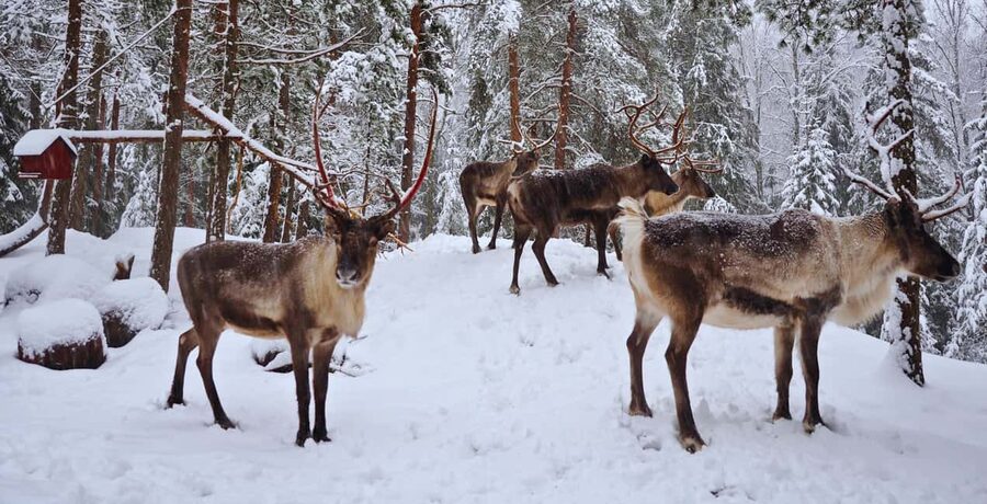 Authentic Reindeer Experience with Private Transportation - Why Nuuksio Reindeer Time Feels So Good From Helsinki