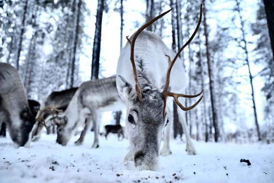 Authentic Reindeer Experience with Private Transportation - Private Transportation, Real Ease (Especially in Winter)
