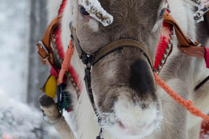 Authentic Reindeer Farm Experience in Rovaniemi - Key Highlights You’ll Actually Feel