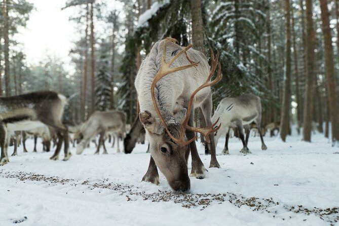 Authentic Reindeer Farm Experience in Rovaniemi - Morning Reindeer Feeding in Rovaniemi: Why This Timing Matters