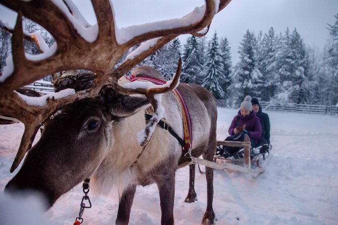 Authentic Reindeer Farm Experience in Rovaniemi - Watching the Feeding: What You Should Look For