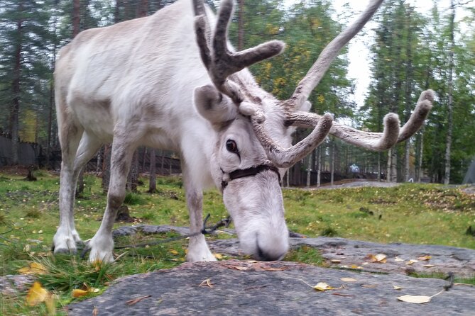 Authentic Reindeer Farm Experience in Rovaniemi - Learning the Culture: How Reindeer Farming Really Fits Lapland