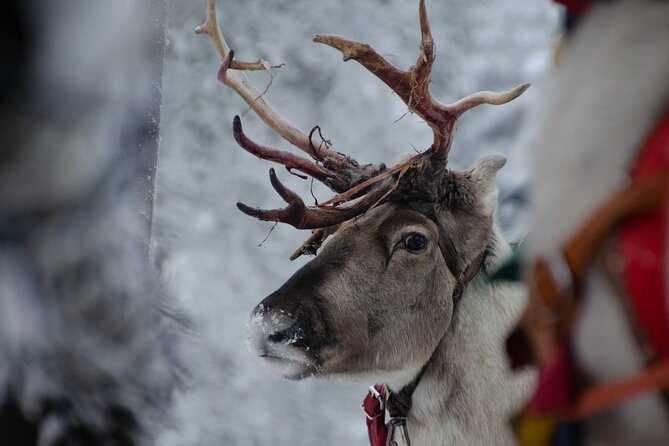 Authentic Reindeer Farm Experience in Rovaniemi - Price and Value: Is $120.15 Worth It?