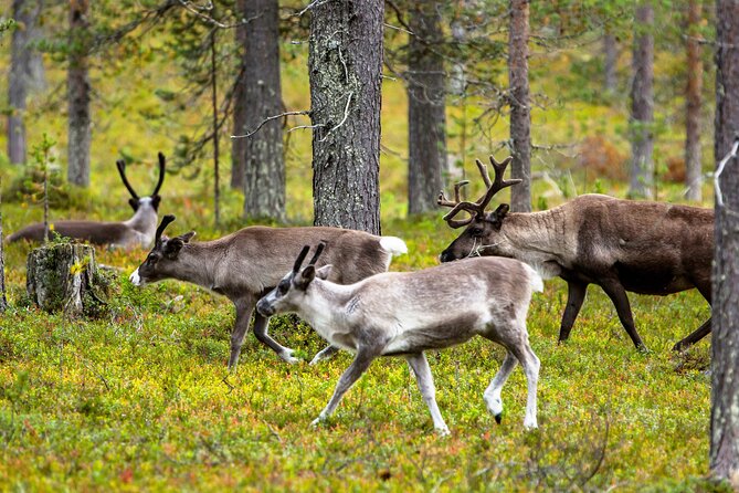 Auttiköngäs Nature Trail - Autti Waterfalls and the Arctic Forest hike that actually feels doable