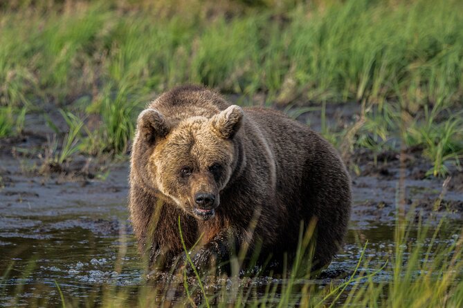 Bear and Arctic Animals 2 Day Trip from Rovaniemi - Key Things to Know Before You Go