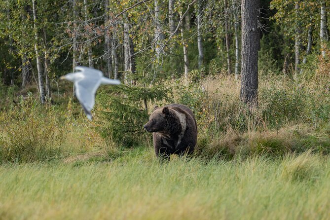 Bear and Arctic Animals 2 Day Trip from Rovaniemi - Day 2 Ranua Wildlife Park and a Second Chance for Arctic Animals