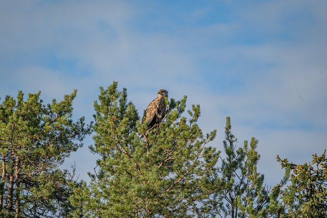 Bear and Arctic Animals 2 Day Trip from Rovaniemi - Price and Value: Is $939.94 Worth It?