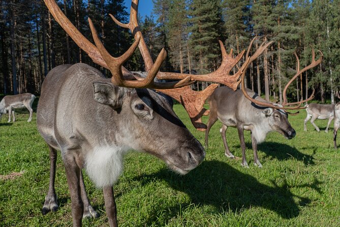 Bear and Arctic Animals 2 Day Trip from Rovaniemi - Who Should Book This Bear and Arctic Animals Trip?