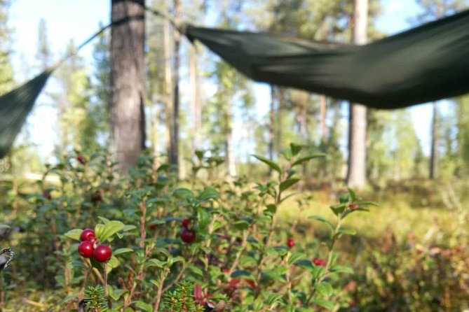 Cocooning in the HaliPuu forest: The ultimate Arctic hammock relaxation - What to wear in Arctic conditions, plus weather rules