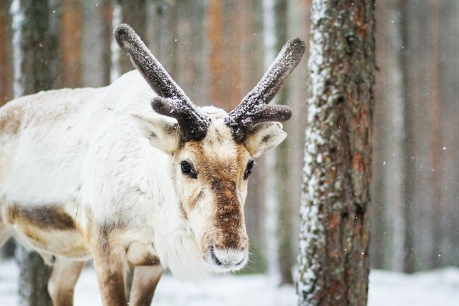 Cross-Country Skiing Trip - Getting Ready for Nordic Cross-Country Skiing in Rovaniemi
