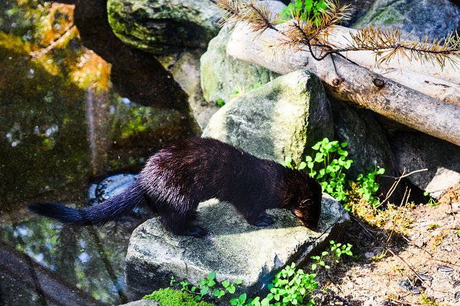 Day Trip to Ranua Arctic Wildlife Park from Rovaniemi - Why Ranua is a smart day trip from Rovaniemi