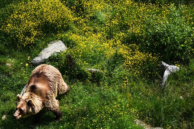 Day Trip to Ranua Arctic Wildlife Park from Rovaniemi - Ranua Zoo entry with prebooked tickets and a self-paced park