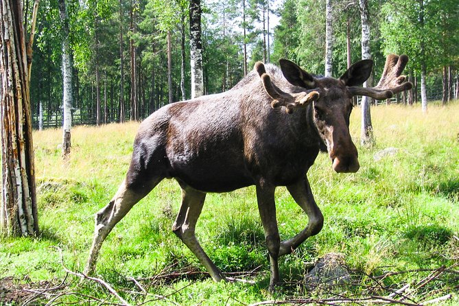 Day Trip to Ranua Arctic Wildlife Park from Rovaniemi - BBQ lunch and snacks that keep the day from dragging