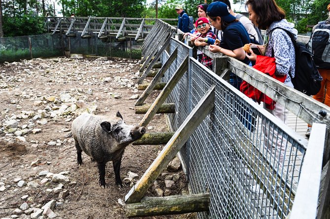 Day Trip to Ranua Arctic Wildlife Park from Rovaniemi - The en-route stop for Lapland nature and reindeer
