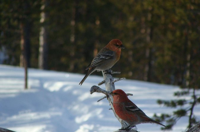 Explore Winter Woods: Snowshoe walk with local Biologist - Fire-Kota Warm-Up With Local Snacks: Why the End Part Matters