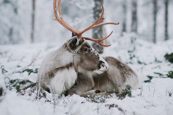 Family day: Reindeer, Husky and Snowmobiling in Levi - From Levi Pickup to the Arctic Circle Snowmobile Park Base
