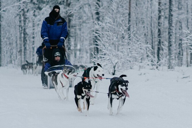 Family day: Reindeer, Husky and Snowmobiling in Levi - Reindeer Farm: Slower Sled Time, More Waiting Risk