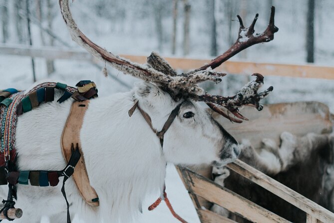 Family day: Reindeer, Husky and Snowmobiling in Levi - Price and Value: What $287.94 Buys in This Family Day