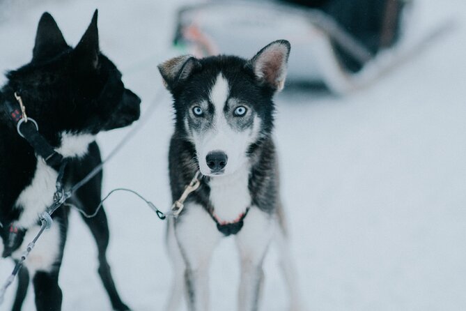 Family day: Reindeer, Husky and Snowmobiling in Levi - Who This Tour Suits, and Who Should Consider Alternatives