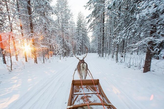 Forest Trail Reindeer Safari - The sleigh ride through the woods: the part you’ll remember