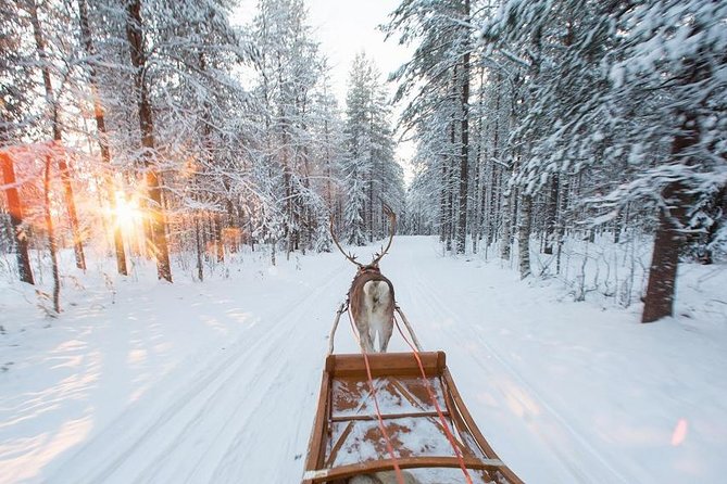Forest Trail Reindeer Safari - Price and value: what you’re paying for at about $225