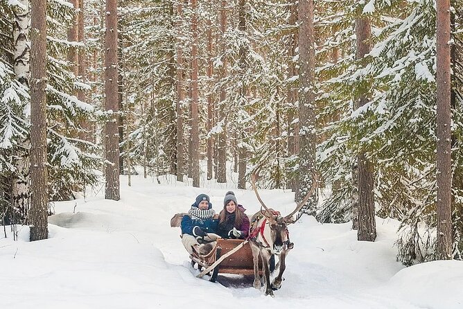 Forest Trail Reindeer Safari - Who should book this reindeer safari (and who should skip it)