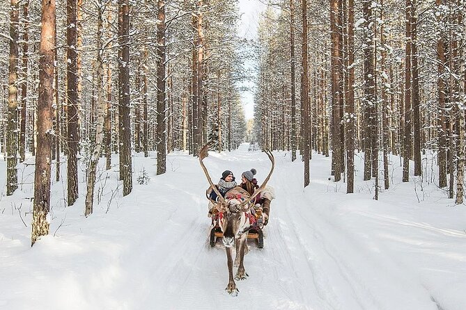 Forest Trail Reindeer Safari - The 3.5-hour flow, what happens from start to finish