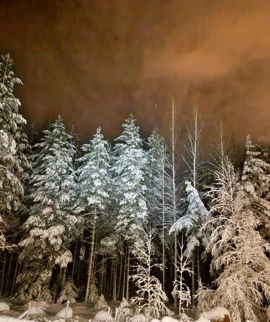 From Helsinki: Guided Forest Walk in the dark with campfire - What the walk is like: pace, paths, and weather reality