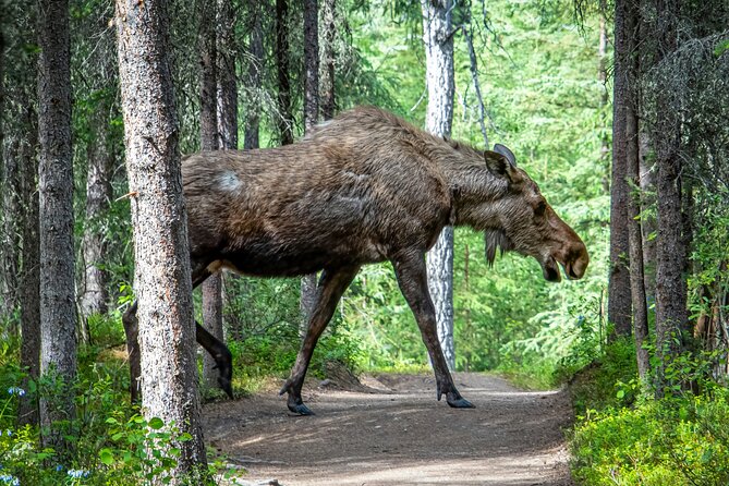 From Helsinki: Moose Safari with Campfire Dinner - Key highlights you’ll care about