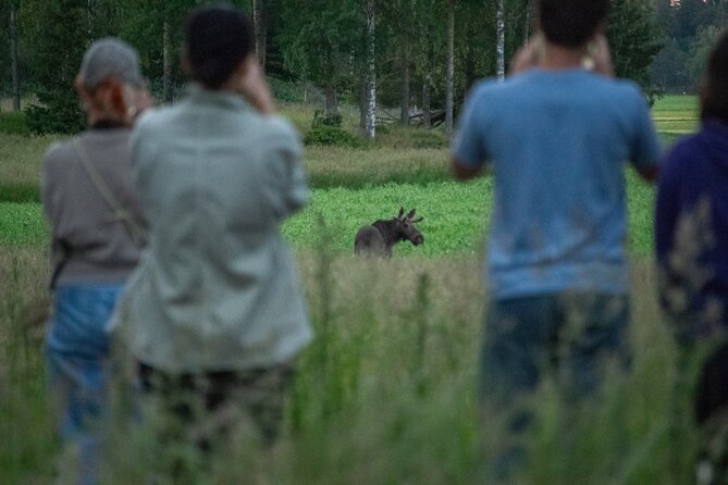 From Helsinki: Moose Safari with Campfire Dinner - From Nervanderinkatu to the woods, here’s the pacing