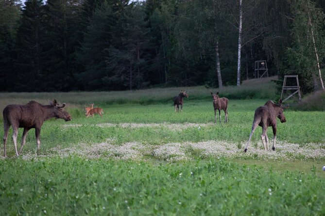 From Helsinki: Moose Safari with Campfire Dinner - Binoculars and close-up viewing, why the gear matters