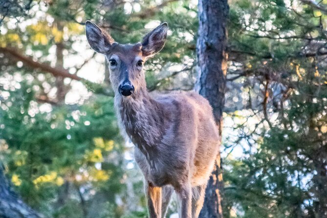 From Helsinki: Moose Safari with Campfire Dinner - How long is it, and how “active” is it really?