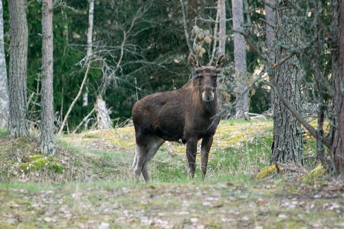 From Helsinki: Moose Safari with Campfire Dinner - Weather matters, and so does what you wear