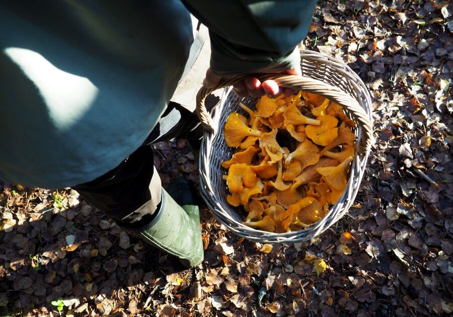 From Helsinki: Mushroom Hunting Tour in a National Park - The Responsible Side of Foraging: How to Show Up Well