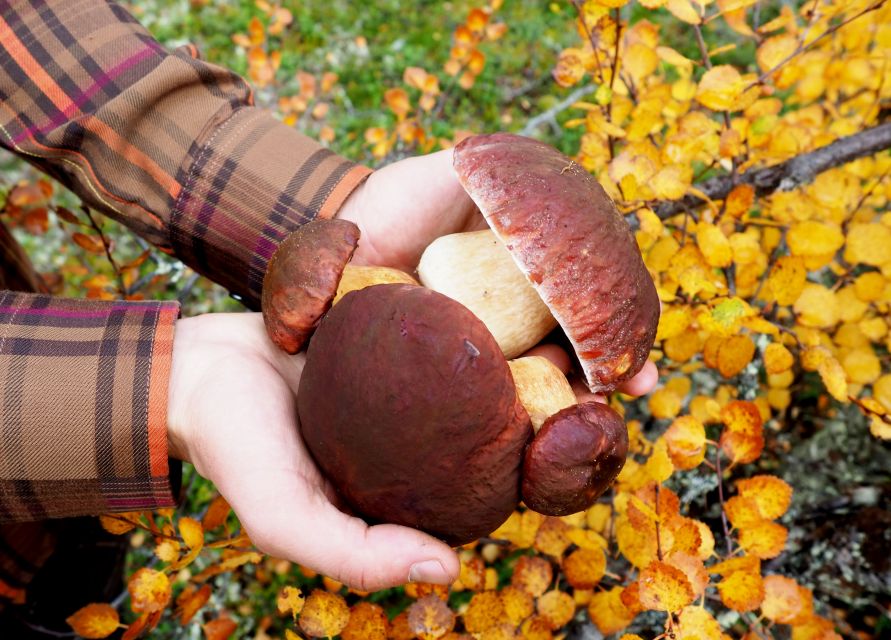 From Helsinki: Mushroom Hunting Tour in a National Park - From Basket to Burner: Cooking and Tasting Your Finds