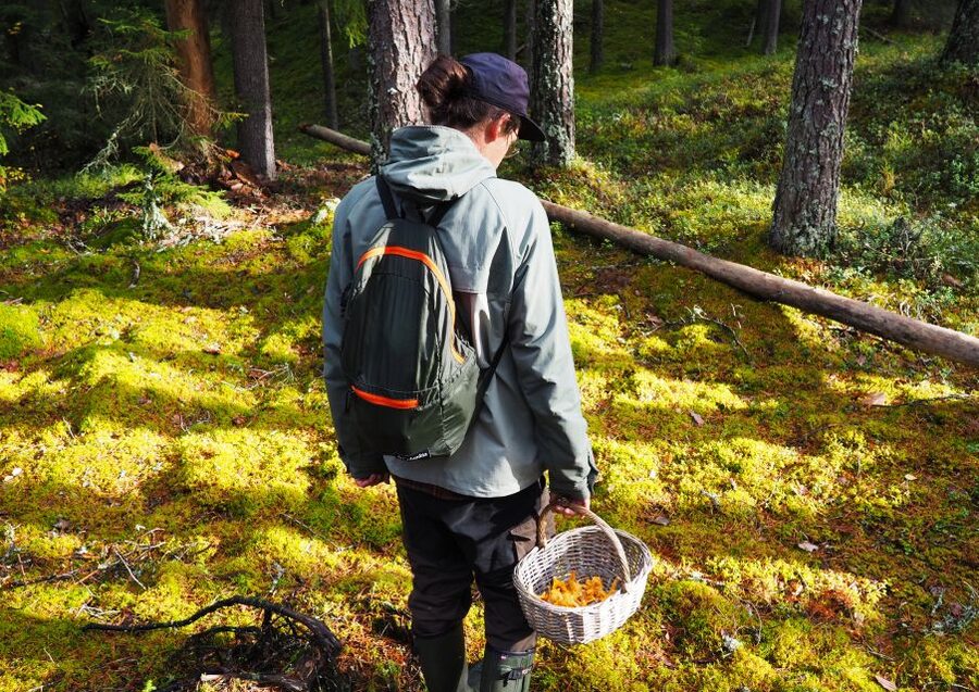 From Helsinki: Mushroom Hunting Tour in a National Park - Price and Value: Is $182 Worth It for a Helsinki Day Trip?