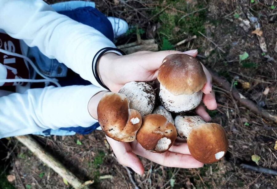 From Helsinki: Mushroom Hunting Tour in a National Park - Practical Packing: What to Bring for a Rain or Shine Hunt