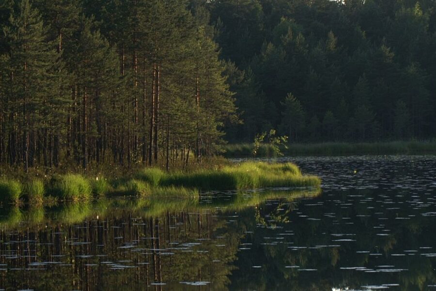 From Helsinki: Nuuksio National Park Half-Day Trip - From Helsinki to Nuuksio, fast and low-stress