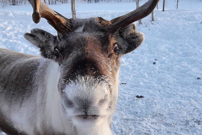 From Ivalo: Ice Fishing Safari to Lake Inari, reindeers & lunch - Reindeer Visit on an Island: The Day’s Gentle, Memorable Ending