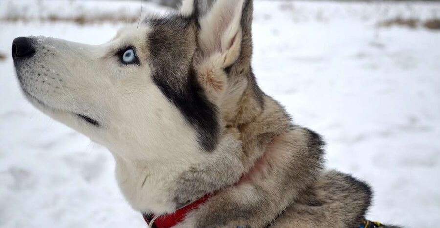 From Rovaniemi: 5km passenger Husky Sleigh Ride - Rovaniemi Husky Sled Basics, What You’re Signing Up For