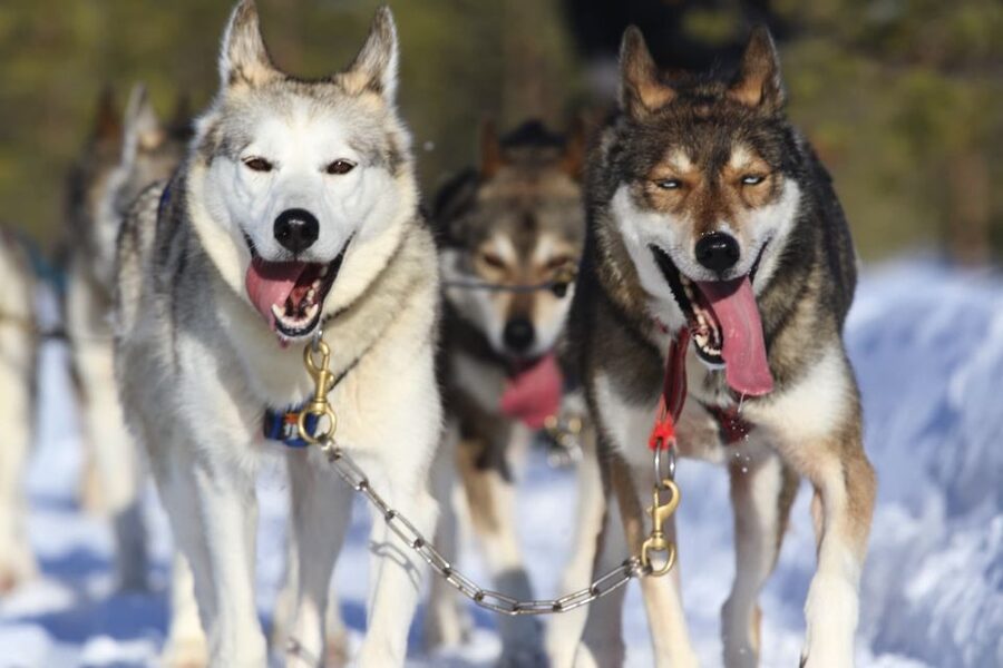 From Rovaniemi: 5km passenger Husky Sleigh Ride - Pickup and Transfer: The Part That Sets Your Mood