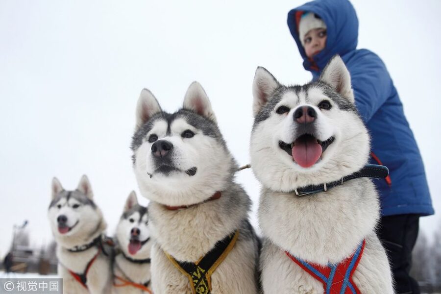 From Rovaniemi: 5km passenger Husky Sleigh Ride - Husky Kennel Visit: Why It’s More Than Just Looking at Dogs