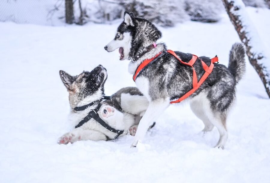 From Rovaniemi: 5km passenger Husky Sleigh Ride - Warm Drinks, Cookies, and the Kota Hut Calm-Down