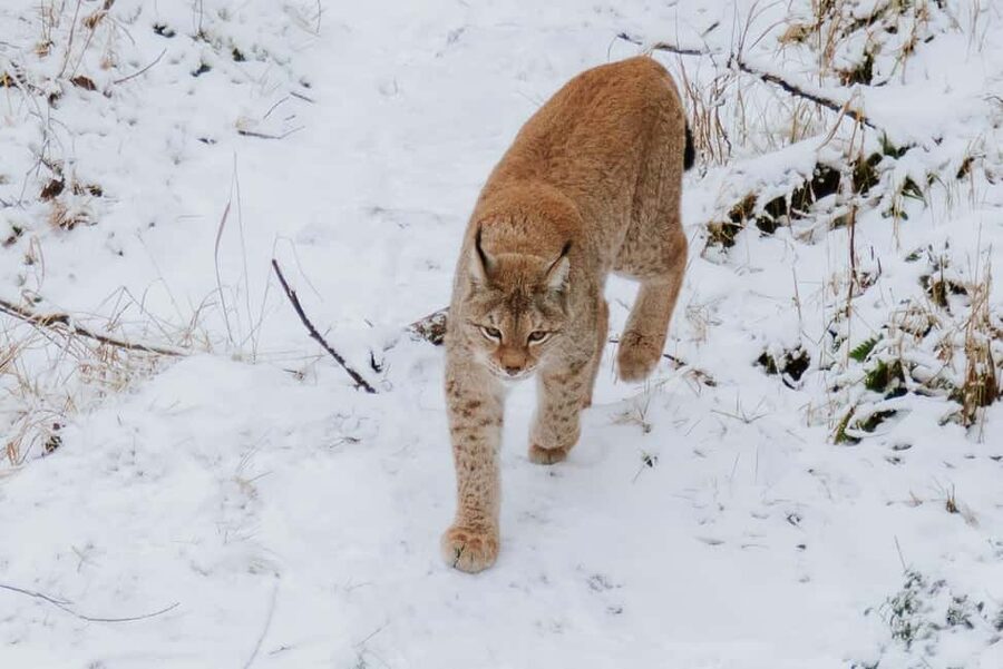 From Rovaniemi: Family Friendly Visit to Ranua Wildlife Park - Key things to know before you go