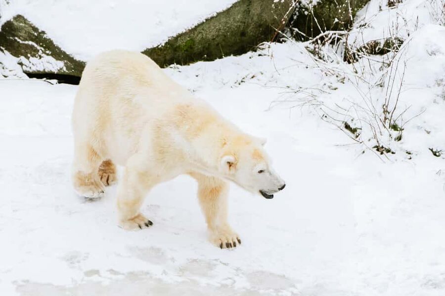 From Rovaniemi: Family Friendly Visit to Ranua Wildlife Park - The Small-Group Guided Walk, with Rafael (and Gina) Keeping It Clear